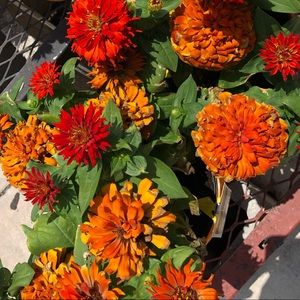 Meet your Posher, Janelle